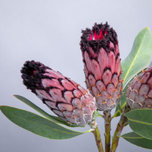 Protea Magnifica / Didi