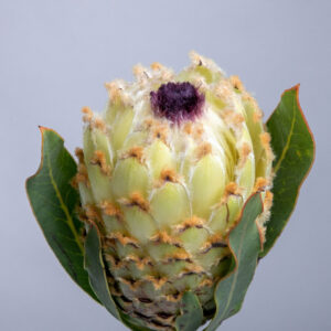 Protea barbigera / Ice Queen