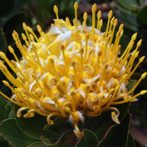 Lsp. conocarpodendron