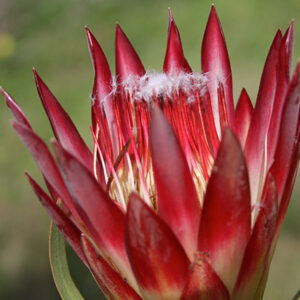 P. repens (red)