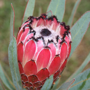 Red Beaut
