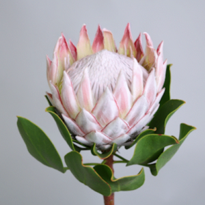 P. cynaroides